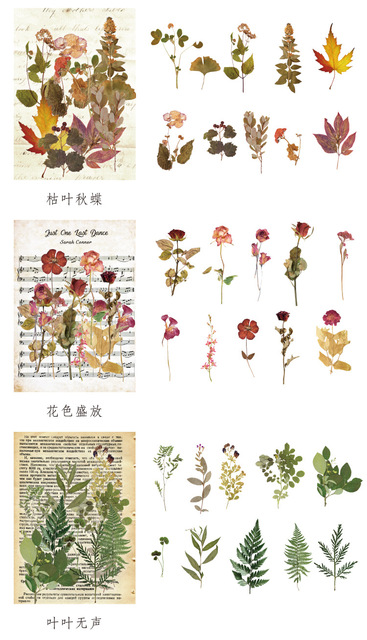Eucalyptus Plant Series PET - artystyczny papier Vintage Journal, naklejki podróżne do scrapbookingu i dekoracji albumów - Wianko - 5