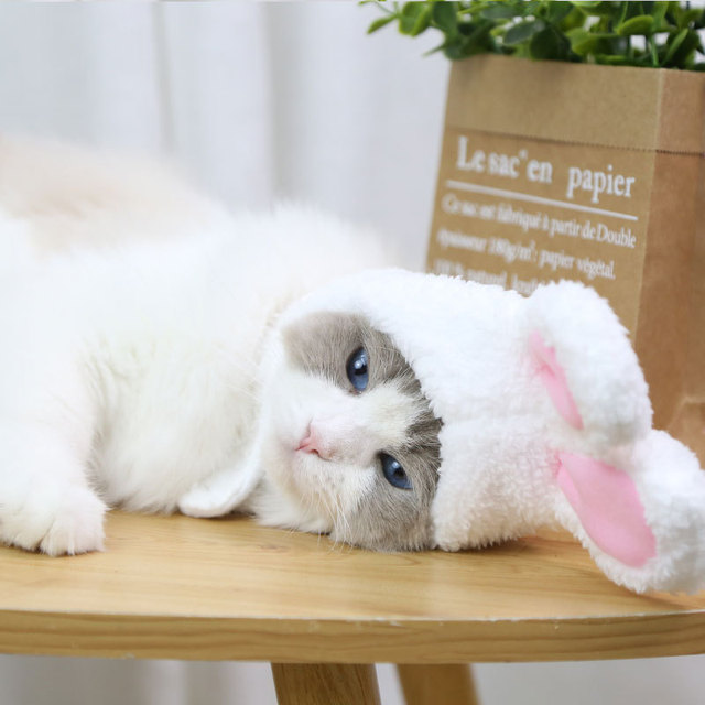 Śliczna kostiumowa czapka wielkanocna dla kotów i małych psów z uszami króliczka - Funny Easter - Wianko - 2