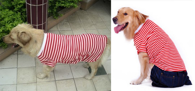Ubranka letnie dla dużych psów - T-shirt bawełniany, piżama, koszulka - Samoyed Golden Retriever Labrador 2021 - Wianko - 6