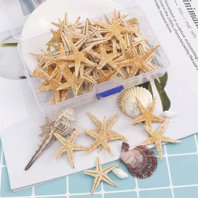 Pudełko okrągłe z 100 sztukami muszli plażowych i naturalnych rozgwiazd - dekoracje DIY dla ślubu i domu - Wianko - 6