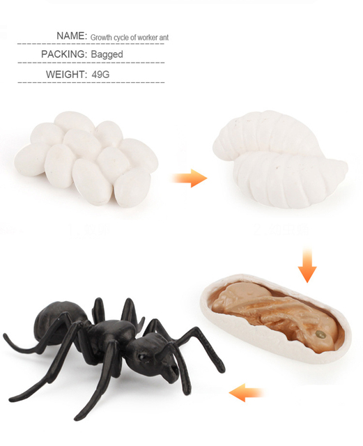 Model symulacyjny żaba, mrówka, komar, żółw morski, kurczak - zestaw cyklu wzrostu i życia zwierząt (Figurki akcji) - Wianko - 10