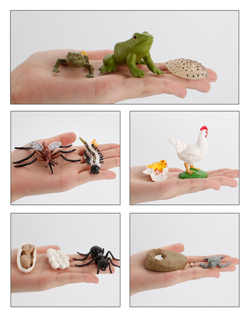 Model symulacyjny żaba, mrówka, komar, żółw morski, kurczak - zestaw cyklu wzrostu i życia zwierząt (Figurki akcji) - Wianko - 12