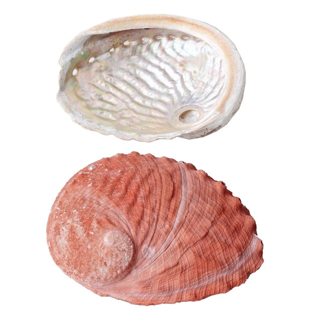 Abalone Shell Muszla Plaża Ślub Biżuteria DIY + Mydelniczka Akwarium - Wianko - 1