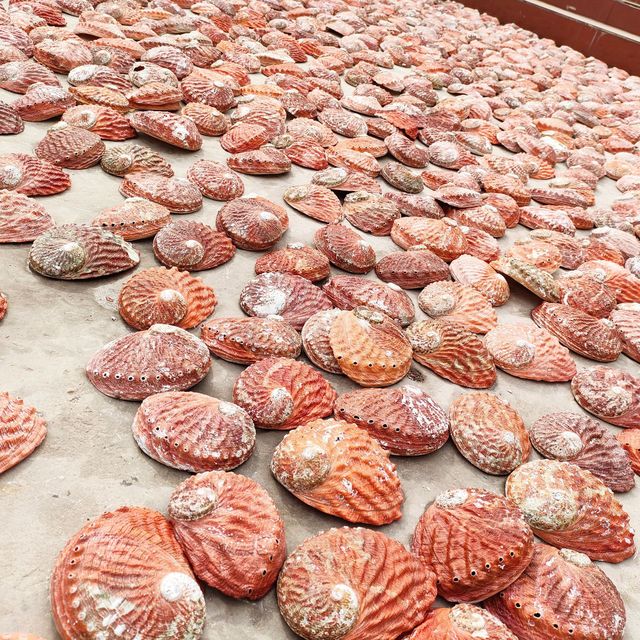 Abalone Shell Muszla Plaża Ślub Biżuteria DIY + Mydelniczka Akwarium - Wianko - 2
