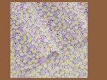 100% bawełniana tkanina typu diagonal w fioletowym i niebieskim kwiatowym wzorze - pościel, tekstylia domowe, pikowana tkanina huśtawka, dla lalek - Wianko - 46