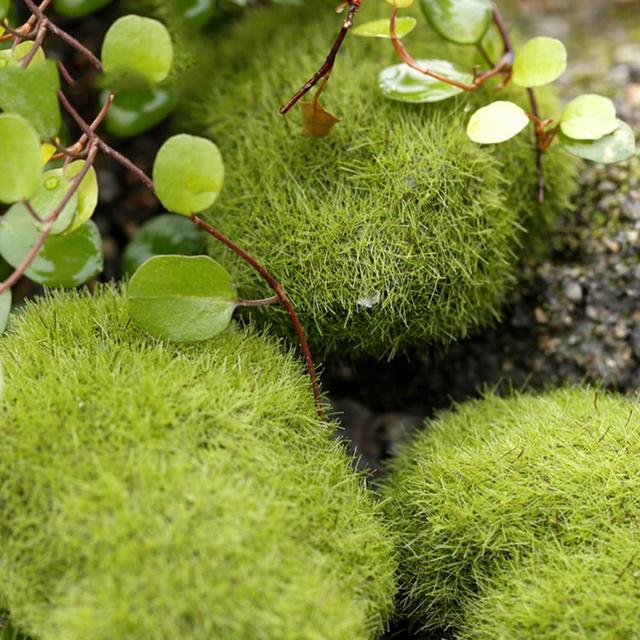 1pc Zielona roślina kamień mech - Bonsai dekoracja Miniaturka ogród Marimo - Wianko - 4