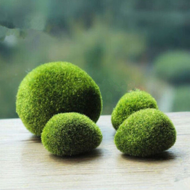 1pc Zielona roślina kamień mech - Bonsai dekoracja Miniaturka ogród Marimo - Wianko - 6