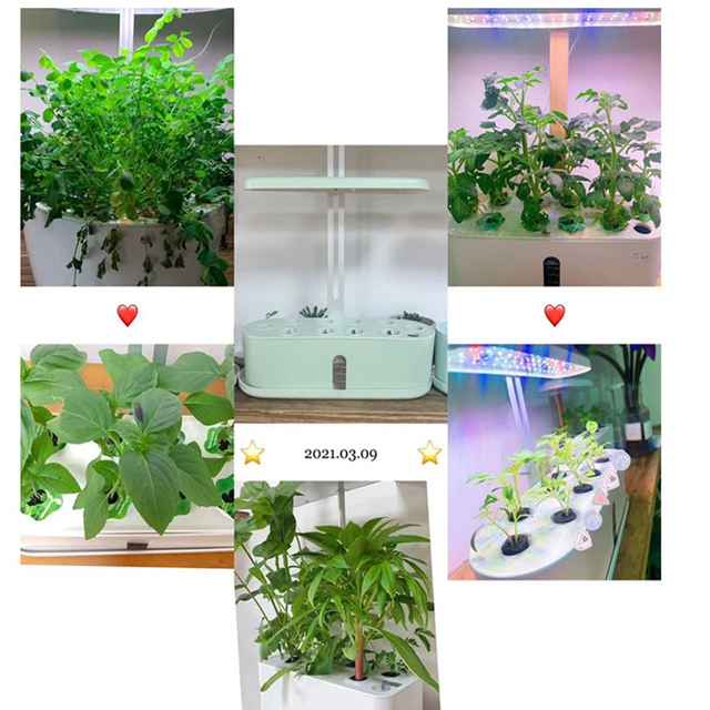 Osłona wielokrotnego użytku dla roślin - Przezroczysta kopuła wilgotności do mini ogrodu (4 cm) - Wianko - 3
