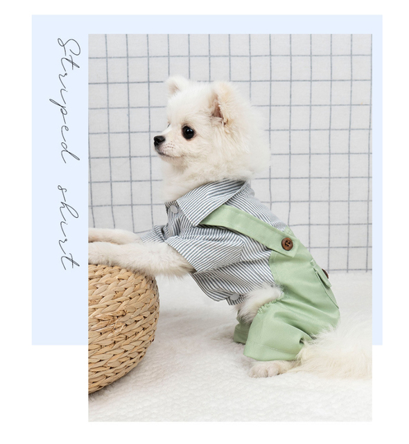 Kawaii ubrania wiosenne dla małych psów - spodnie i koszula Chihuahua - Wianko - 9