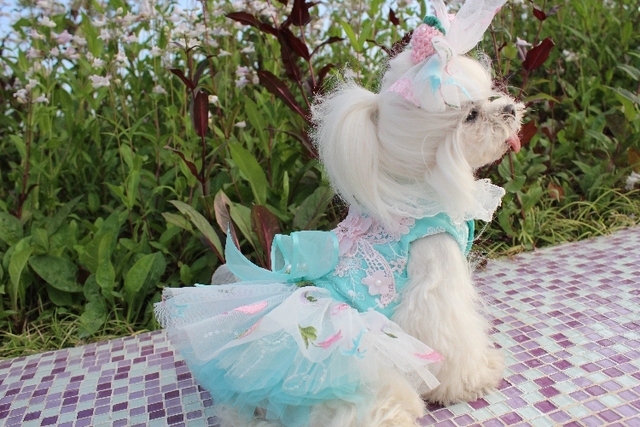 Luksusowa koronkowa sukienka ślubna dla psów z haftem Tutu, letnia spódnica na imprezę Chihuahua, ubrania rozmiary XS-XL - Wianko - 11