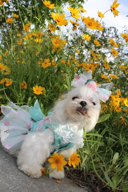 Luksusowa koronkowa sukienka ślubna dla psów z haftem Tutu, letnia spódnica na imprezę Chihuahua, ubrania rozmiary XS-XL - Wianko - 12