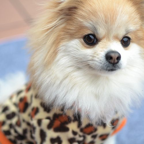 Polarowy płaszcz dla małych psów z nadrukiem czaszki - modna odzież dla psów, idealna dla buldogów francuskich i Chihuahua - Wianko - 107