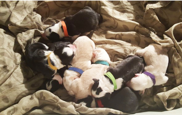 Obroże dla psów kolorowe klasyczne - 12 szt., identyfikacja Puppy Kitten, zespoły artykuły dla zwierząt - Wianko - 7