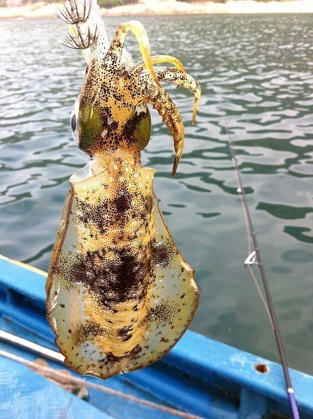 Haki Squid 100szt. ze stali nierdzewnej - ośmiornica, spadochron, mątwa - wędkarstwo morskie, hiszpańska marka Pesca - Wianko - 8