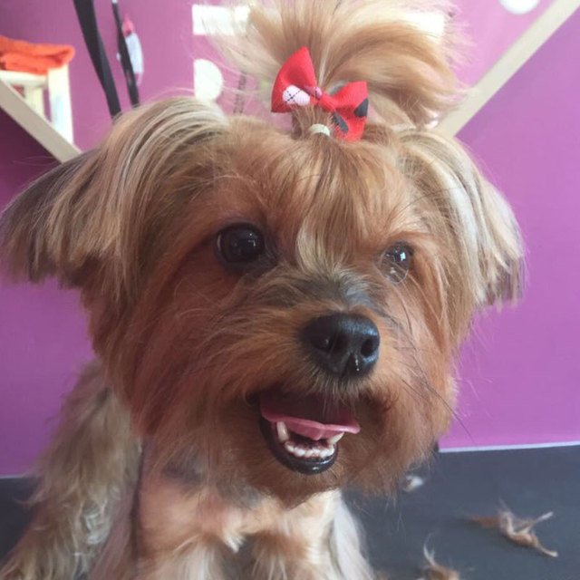 Słodkie zwierzątko pies z paskowym łukiem i kwiatowym krawatem - akcesoria dla psów - Wianko - 3
