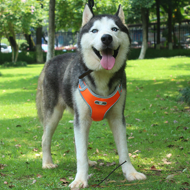 Nowy odblaskowy pas piersiowy dla dużego psa - szelki ze siatkową kamizelką dla labradora, pitbulla i husky'ego, idealne do treningu i chodzenia - Wianko - 25