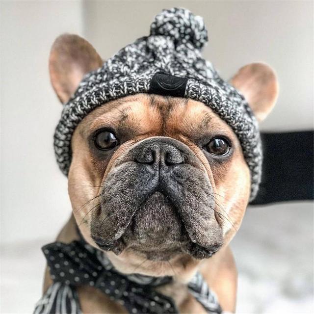 Ciepły kapelusz z dzianiny wiatroszczelnej dla psów na jesień i zimę z kulką i buldogiem francuskim - dla psa Chihuahua - Wianko - 10