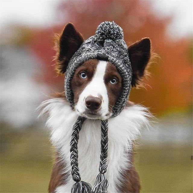 Ciepły kapelusz z dzianiny wiatroszczelnej dla psów na jesień i zimę z kulką i buldogiem francuskim - dla psa Chihuahua - Wianko - 9