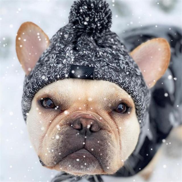 Ciepły kapelusz z dzianiny wiatroszczelnej dla psów na jesień i zimę z kulką i buldogiem francuskim - dla psa Chihuahua - Wianko - 6