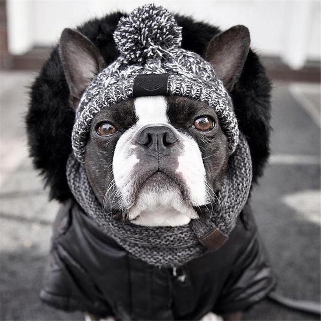 Ciepły kapelusz z dzianiny wiatroszczelnej dla psów na jesień i zimę z kulką i buldogiem francuskim - dla psa Chihuahua - Wianko - 7