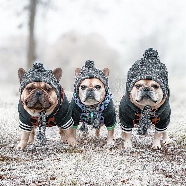 Ciepły kapelusz z dzianiny wiatroszczelnej dla psów na jesień i zimę z kulką i buldogiem francuskim - dla psa Chihuahua - Wianko - 3