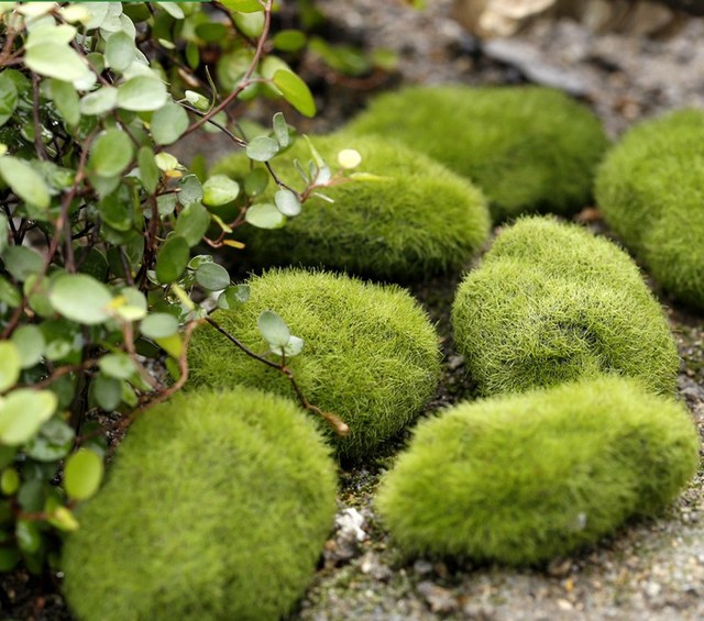 Sztuczny mech mini zielony kamienie trawa bonsai Bryophytes do dekoracji domu ogrodu - Wianko - 2