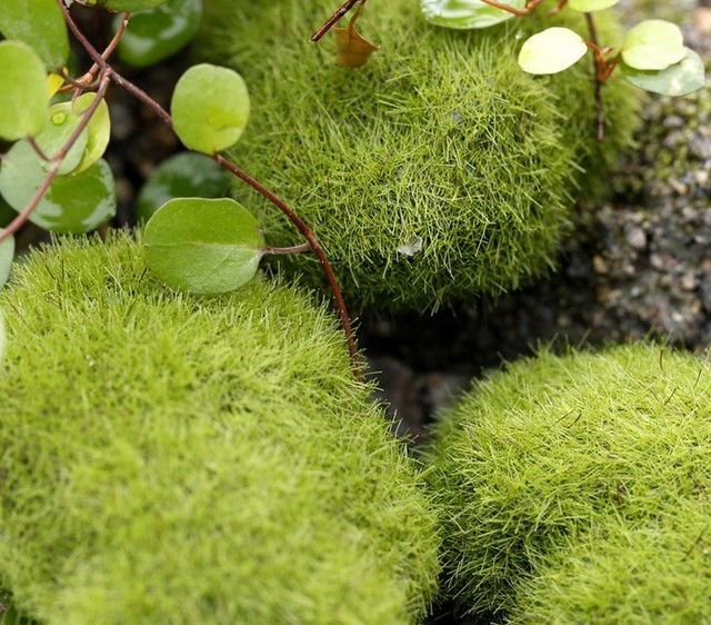 Sztuczny mech mini zielony kamienie trawa bonsai Bryophytes do dekoracji domu ogrodu - Wianko - 1