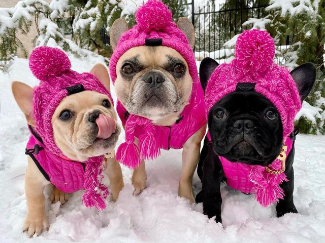 Czapka zimowa dla małych psów - ciepłe nakrycie głowy dla psów ras: mops, buldog francuski, Akita - nieprzemakalna, wykonana z dzianiny - Wianko - 6
