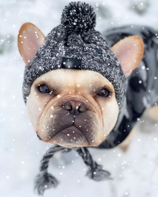 Czapka zimowa dla małych psów - ciepłe nakrycie głowy dla psów ras: mops, buldog francuski, Akita - nieprzemakalna, wykonana z dzianiny - Wianko - 13