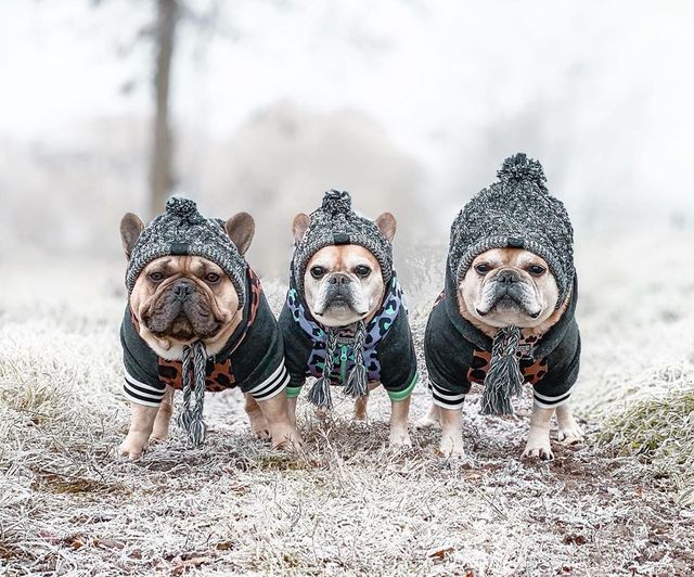 Czapka zimowa dla małych psów - ciepłe nakrycie głowy dla psów ras: mops, buldog francuski, Akita - nieprzemakalna, wykonana z dzianiny - Wianko - 18