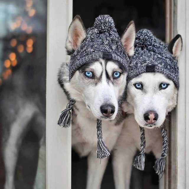 Czapka zimowa dla małych psów - ciepłe nakrycie głowy dla psów ras: mops, buldog francuski, Akita - nieprzemakalna, wykonana z dzianiny - Wianko - 17
