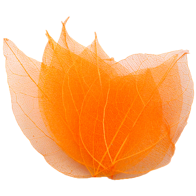 36 sztuk wielobarwnych naturalnych suchych liści do scrapbookingu Lucia Crafts - C0704 - Wianko - 14
