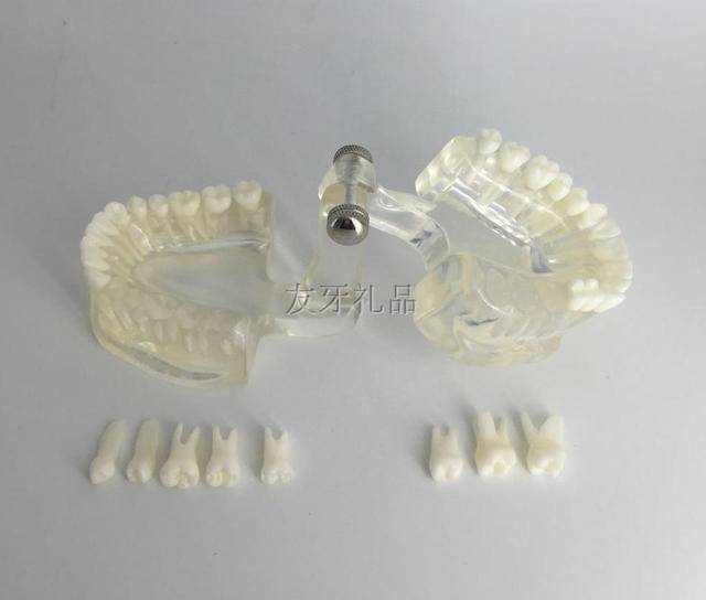 Nauka medyczna - Model zęba demonstracyjny z odpinanymi częściami - Wianko - 4
