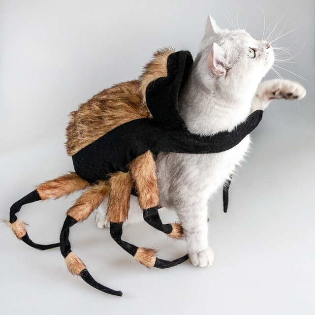 Gorący Halloween: Przekształcany pająk w kostiumie kota - odzież dla kotów - Wianko - 6