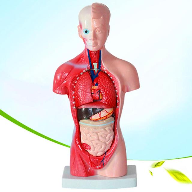 Anatomiczny Model Ciała Ludzkiego - Tułów, Anatomia Narządów Wewnętrznych - Nauczanie Medyczne - Wianko - 2