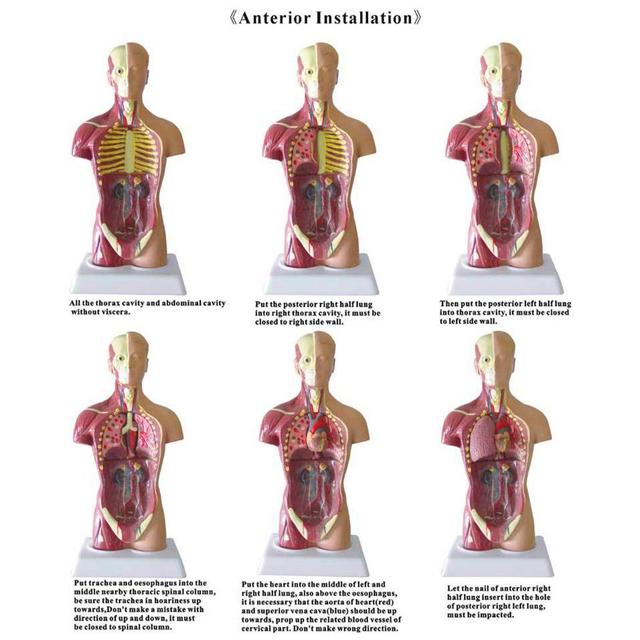 Anatomiczny Model Ciała Ludzkiego - Tułów, Anatomia Narządów Wewnętrznych - Nauczanie Medyczne - Wianko - 13