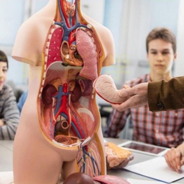 Anatomiczny Model Ciała Ludzkiego - Tułów, Anatomia Narządów Wewnętrznych - Nauczanie Medyczne - Wianko - 3