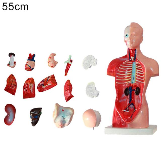 Anatomiczny Model Ciała Ludzkiego - Tułów, Anatomia Narządów Wewnętrznych - Nauczanie Medyczne - Wianko - 10