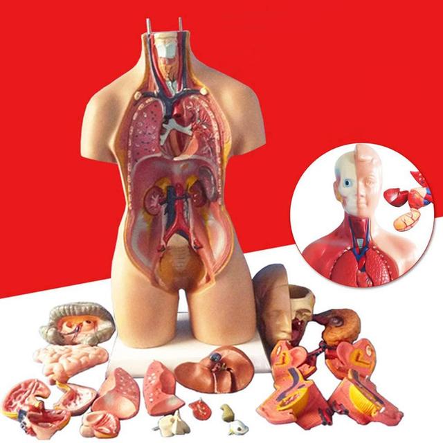 Anatomiczny Model Ciała Ludzkiego - Tułów, Anatomia Narządów Wewnętrznych - Nauczanie Medyczne - Wianko - 1