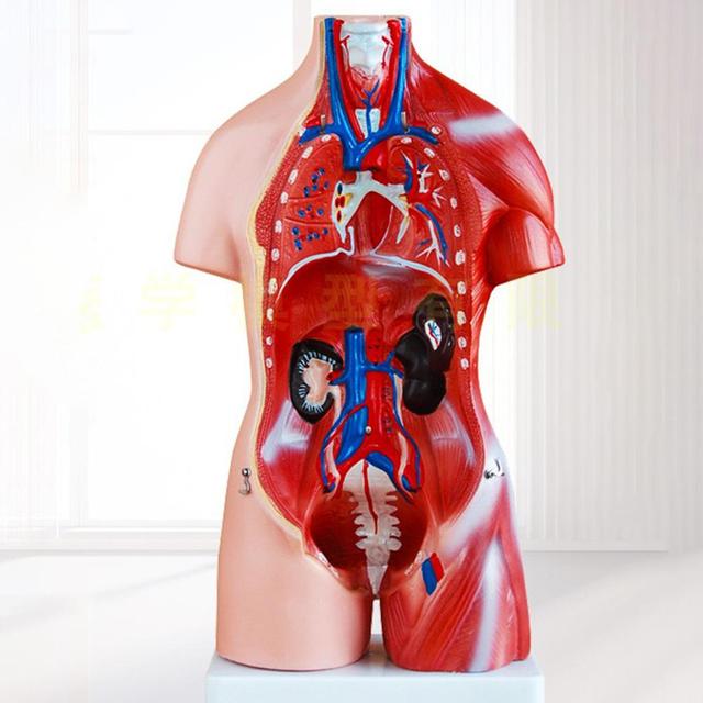 Anatomiczny Model Ciała Ludzkiego - Tułów, Anatomia Narządów Wewnętrznych - Nauczanie Medyczne - Wianko - 4