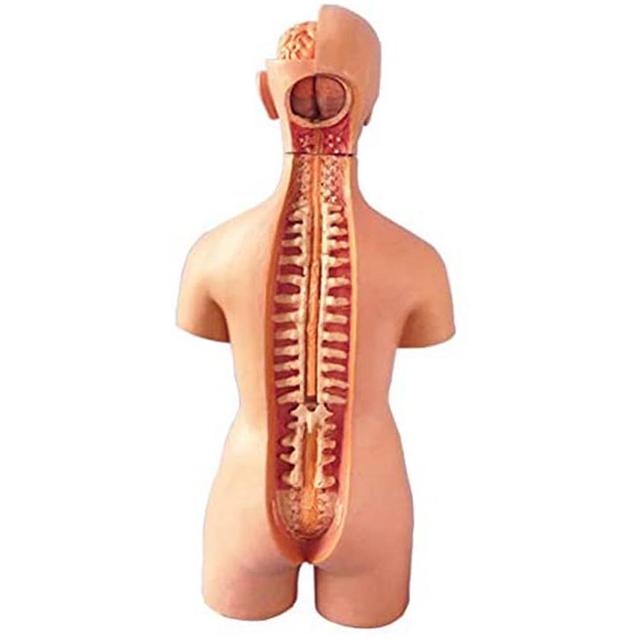 Anatomiczny Model Ciała Ludzkiego - Tułów, Anatomia Narządów Wewnętrznych - Nauczanie Medyczne - Wianko - 11