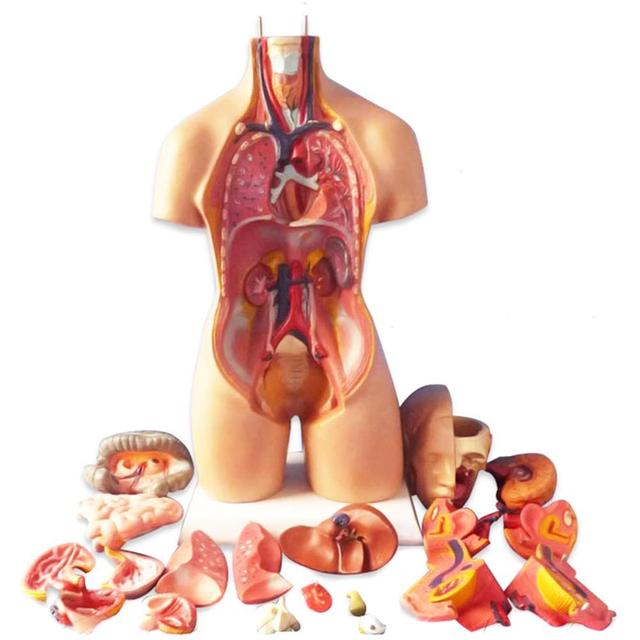 Anatomiczny Model Ciała Ludzkiego - Tułów, Anatomia Narządów Wewnętrznych - Nauczanie Medyczne - Wianko - 6
