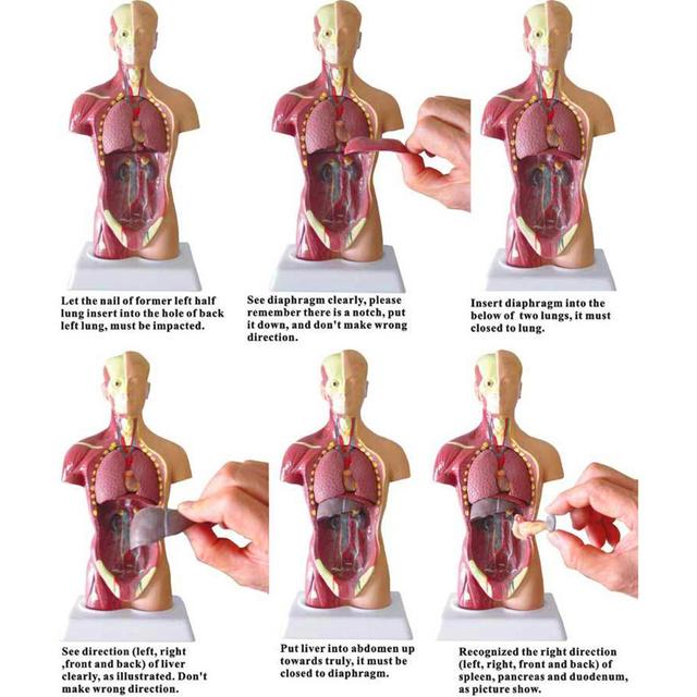 Anatomiczny Model Ciała Ludzkiego - Tułów, Anatomia Narządów Wewnętrznych - Nauczanie Medyczne - Wianko - 14