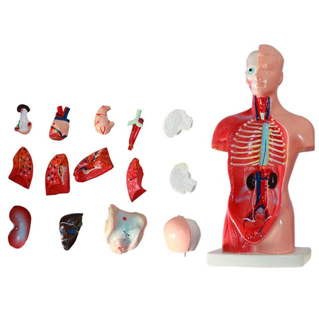 Anatomiczny Model Ciała Ludzkiego - Tułów, Anatomia Narządów Wewnętrznych - Nauczanie Medyczne - Wianko - 7