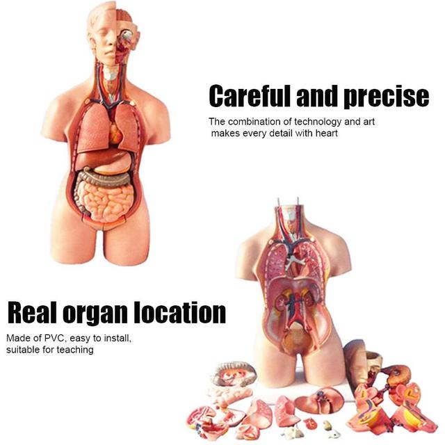 Anatomiczny Model Ciała Ludzkiego - Tułów, Anatomia Narządów Wewnętrznych - Nauczanie Medyczne - Wianko - 12