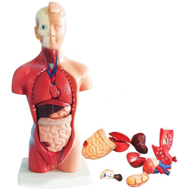 Anatomiczny Model Ciała Ludzkiego - Tułów, Anatomia Narządów Wewnętrznych - Nauczanie Medyczne - Wianko - 5