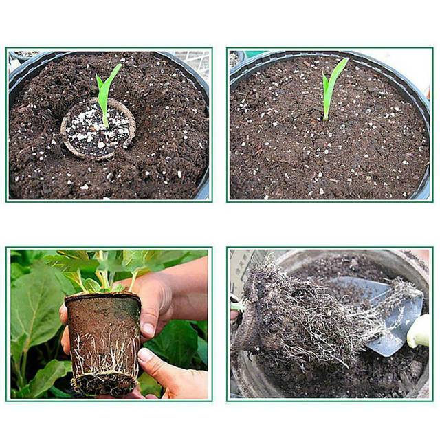 50 sztuk biodegradowalnych ekologicznych doniczek papierowych do sadzonek roślin z zestawem startowym nasion ziół - Wianko - 5