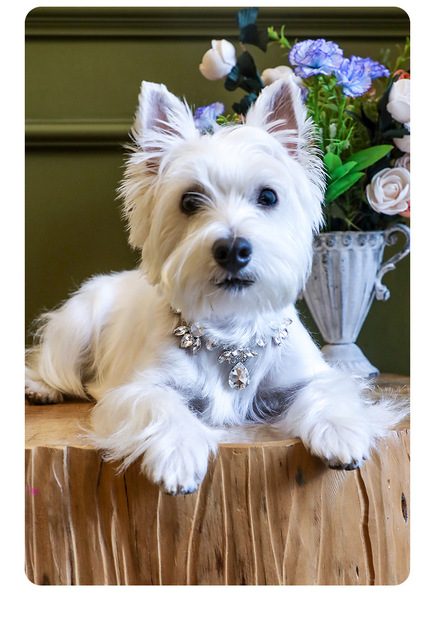 Duża obroża dla zwierząt – luksusowy kołnierz regulowany, z łańcuszkiem i ozdobiony strasem, idealny dla małych psów i kotów, elegancki dodatek dla zwierzęcych fashionistek - Wianko - 8