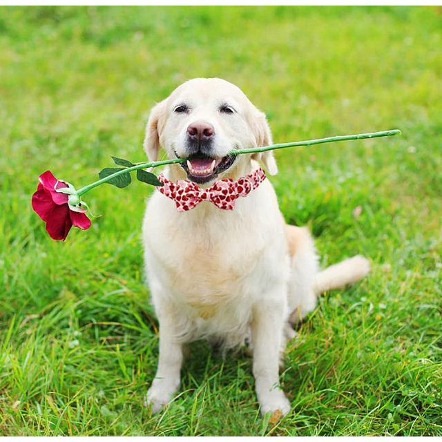 Regulowana obroża dla psa Valentine Red Heart z muszką - unikalny styl (duże, średnie, małe psy) - Wianko - 7