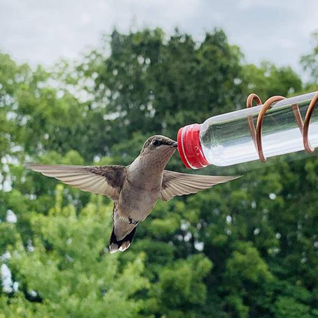 Karmnik dla dzikich ptaków - Deck wystrój ogrodu, łatwe do czyszczenia, dostawa z podajnikiem i przyssawką - Wianko - 16